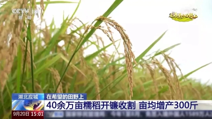央視聚焦！徐工這臺“收稻神器”刷屏湖北田野